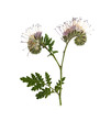 Pressed and dried flower phacelia. Isolated