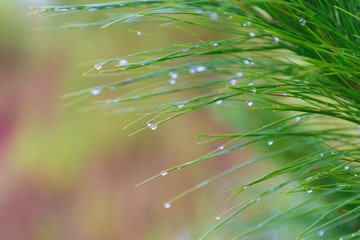 Water tears on the pine needles glint in the sun It is morning