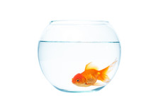 Gold Fish With Fishbowl On The White Background