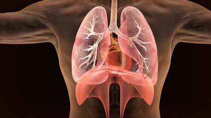 3d illustration of human body respiratory system