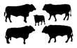 Standing adult bull vector silhouette illustration isolated on white background. Buffalo, bull group collection.