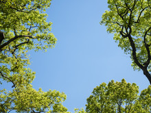 Tree Branch Green Leaves On Blue Sky Summer Nature Background 