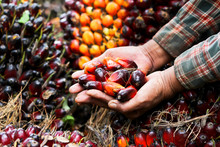 Fresh Palm Oil Seed In Farmer Hands Preparing To Make Oil,