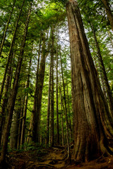 Sticker - Mächtige Bäume im Avatar Grove bei Port Renfrew auf Vancouver Island, British Columbia, Kanada.