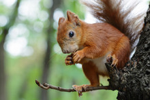 Squirrel On The Tree Eats Forest Nuts