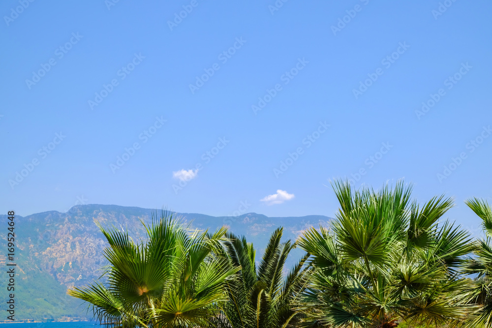 Beautiful tropical palms on blue sky background