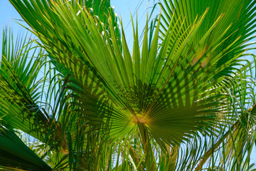 Canvas Print - Beautiful tropical palm, closeup