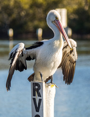 Wall Mural - Pelican spreading wings Wallis Lake Forster NSW Australia