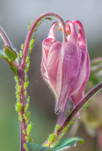 Greenfly On An Aquilegia Flower, Close Up Of Detail.