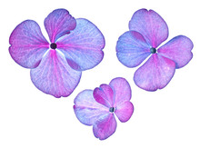 Individual Hydrangea Flowers In Closeup Isolated On A White Background