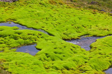 Wall Mural - Iceland Small River Stream with green moss