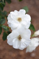 two cute little white flowers with pollen