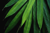 Low key bamboo leaves background, The leaves are beautiful detail.