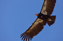 California Condor Free Stock Photo - Public Domain Pictures
