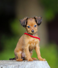 Portrait Of A Red-haired Puppy With Hanging Ears. A Small Cute Dog Sits On A Wooden Stump. Long-haired Russian Toy Terrier. A Beautiful Decorative Pet Rests On The Street.