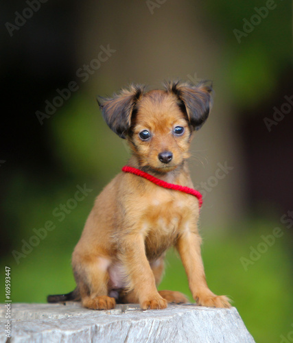 Portrait Of A Red Haired Puppy With Hanging Ears A Small