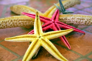 Colorful sea stars, background