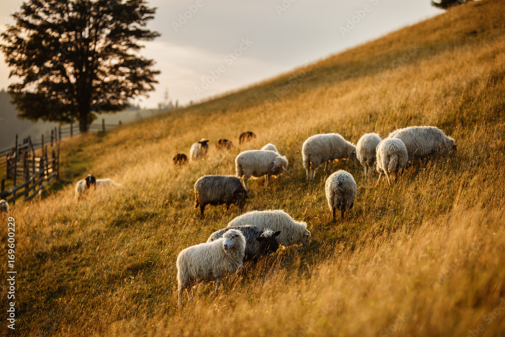 Flock of sheep at sunset. Sheeps in a meadow in the mountains ...