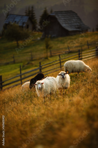 Sheeps in a meadow in the mountains. Flock of sheep at sunset. Sheep looking ...