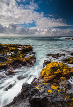 Orange Seaweed At The Coast Of Big Island, Hawaii