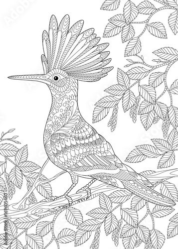coloring page of hoopoe bird upupa epops sitting on birch tree