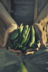 Wall Mural - Farmer Adult Man Holding Fresh Tasty Green Pea in Garden