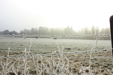 Frosted Barbed Wire
