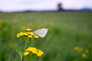 White butterfly on yellow flower. Slovakia