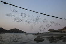A Large School Of Wire Fish