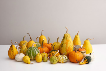 Wall Mural - Various ornamental pumpkins for halloween on white table, copyspace