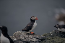Puffin On A Rock