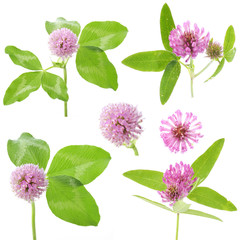 Wall Mural - flowers of red clover on a white background