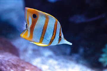 Wall Mural - Copper-banded butterflyfish, Chelmon rostratus