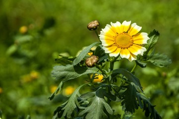 Crown daisy flower closeup 