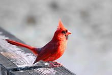 Close Up Shot Of Cardinal