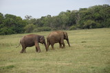 Fototapeta Sawanna - Elefanten im Minneriya Nationalpark