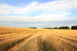 © albert - wheat field after harvest