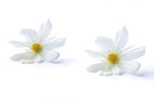 White Cosmos Flower Isolated