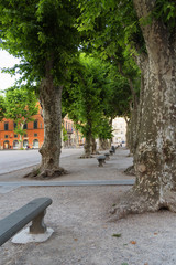 Wall Mural - Piazza Napoleone (Napoleone square) in Lucca, Tuscany, Italy