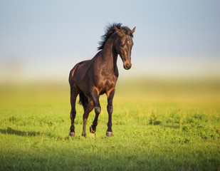 Canvas Print - Bay horse runs in the green field