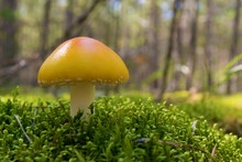 Poisonous Mushroom Yellow Amanita Growing In Forest Among Green Moss. Close Up. Blurry Background.