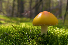 Poisonous Mushroom Orange Amanita Growing In Forest Among Green Moss. Close Up. Blurry Background.