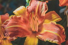 A Daylily Is A Flowering Plant In The Genus Hemerocallis