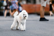 Beautiful groomed white dwarf poodle standing on city street