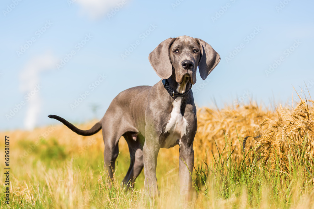 portrait of a Great Dane puppy on a country path - obrazy, fototapety, plakaty 