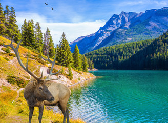 Wall Mural - The magnificent deer graze at the lake