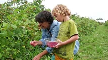 Canvas Print - blond little boy and his grandmother picking raspberries