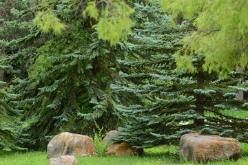 Blue spruce on the background of stones