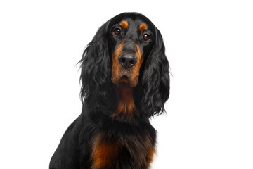 Wall Mural - Portrait of English Setter Dog Isolated on White Background