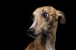 Sad Portrait of Whippet Dog Looks Guilty on Isolated Black Background